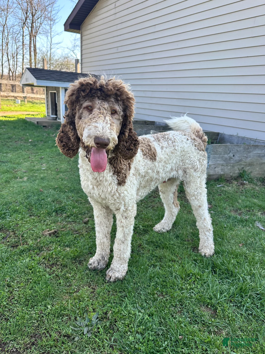 Standard Poodle dogs for sale: Standard Poodle Puppy 1 - Ad 2