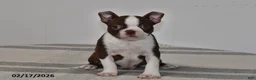 Boston Terrier dogs for sale: Rory - Ad 3