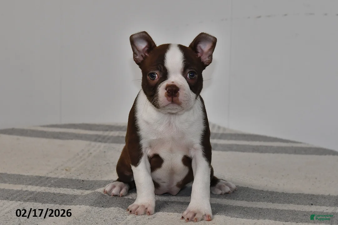 Boston Terrier dogs for sale: Rory - Ad 3