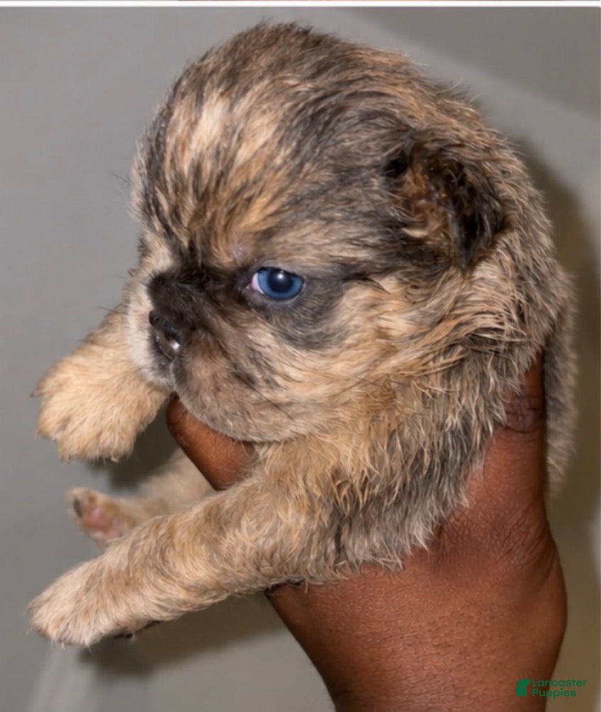 French Bulldog dogs Max - Ad 2