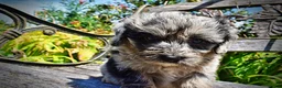 Havapoo dogs for sale: Indy - Ad 7