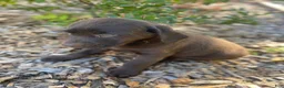 Labrador Retriever dogs for sale: Marilyn - Ad 9