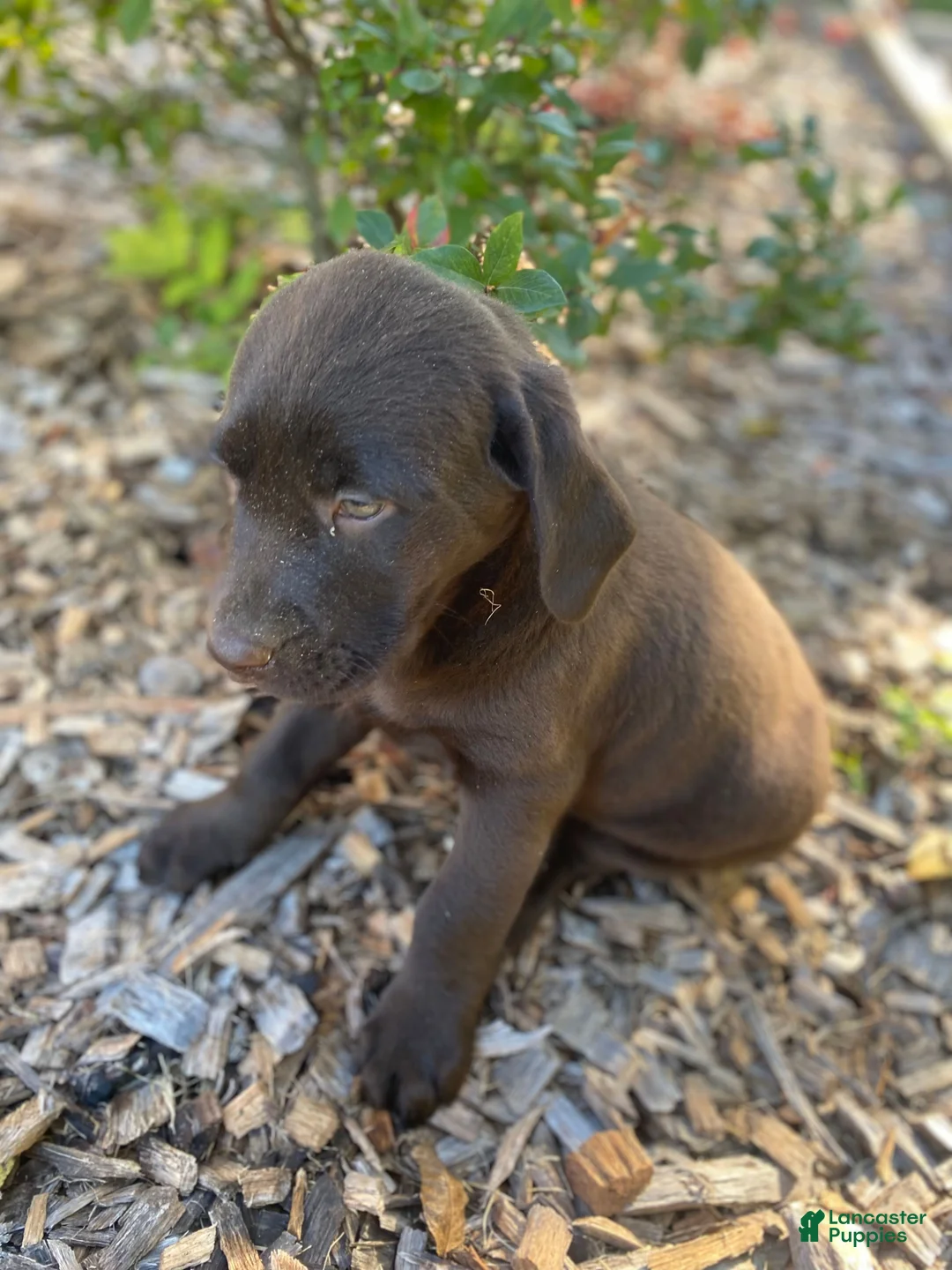 Labrador Retriever dogs for sale: Marilyn - Ad 9