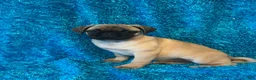 Pug dogs for sale: Lila - Ad 8