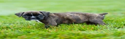 Boxer dogs for sale: Laney Boxer Puppy  - Ad 8