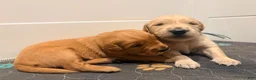 Golden Retriever dogs for sale: Golden Blue Olie - Ad 9