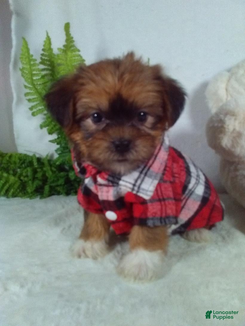 Shorkie dogs Gizmo - Ad 2