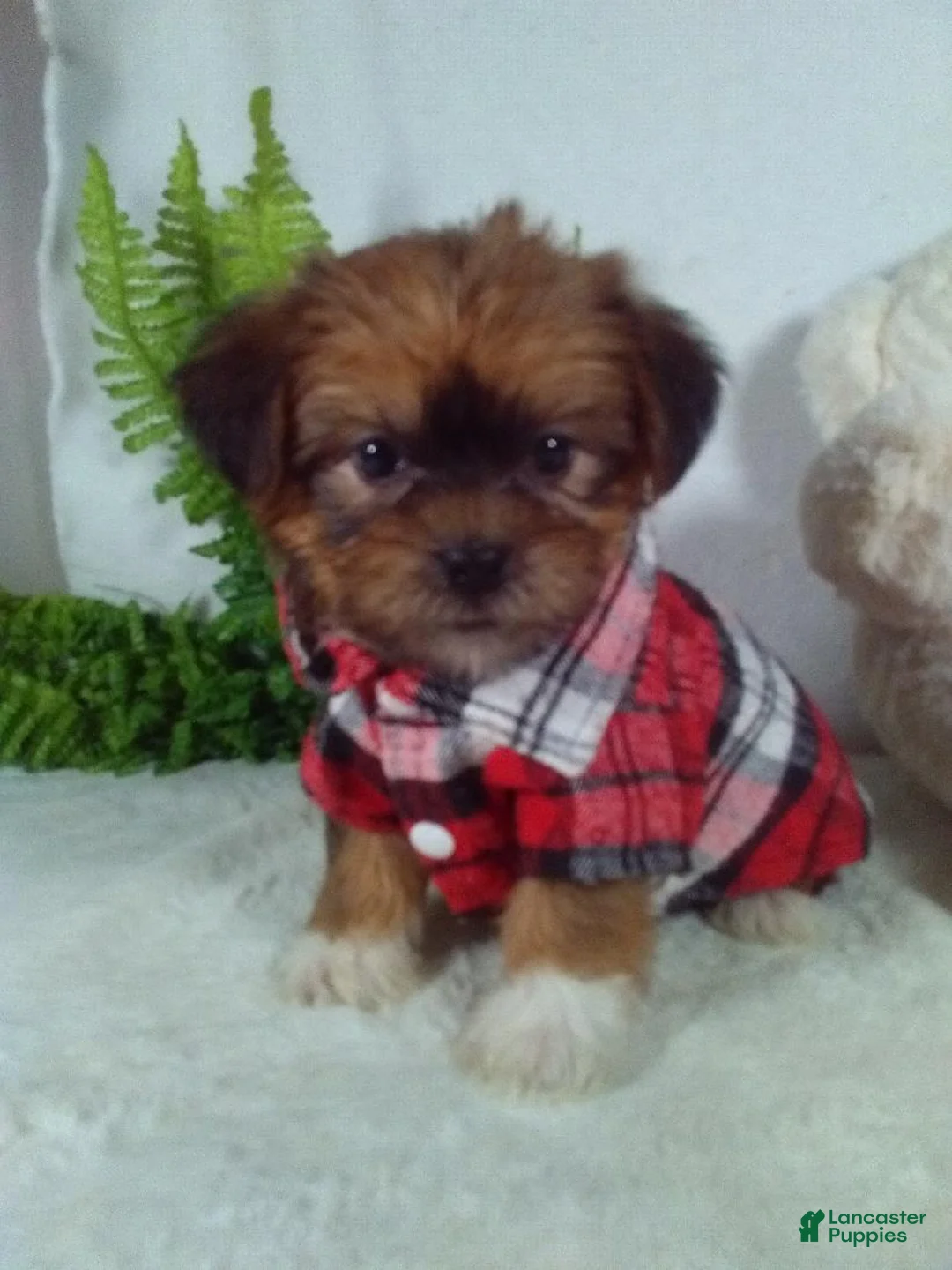 Shorkie dogs for sale: Gizmo - Ad 2