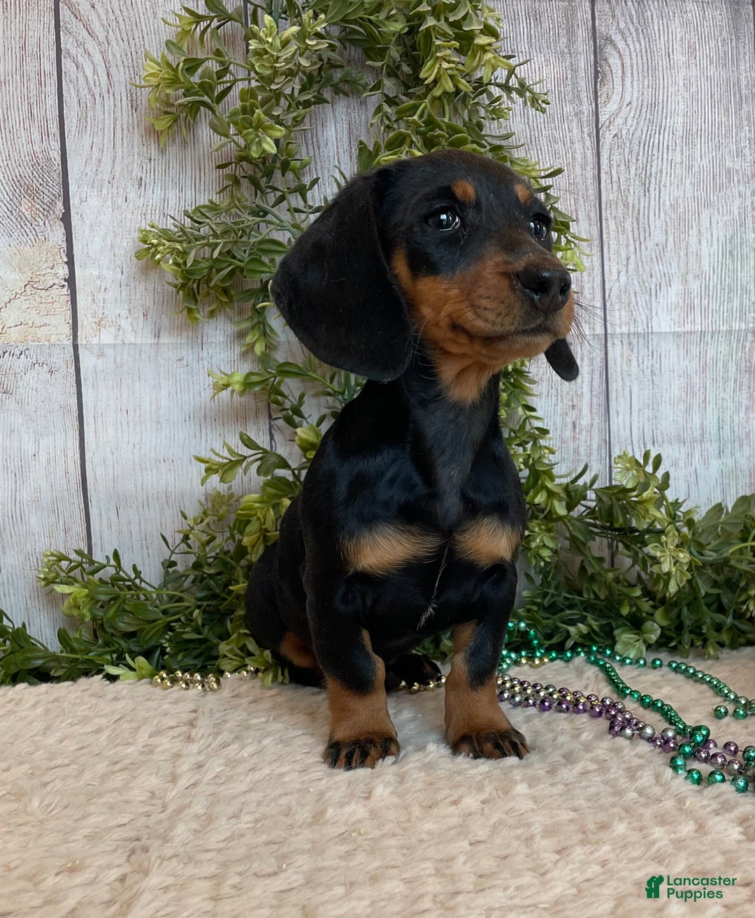 Miniature Dachshund dogs for sale: Fritz - Ad 15