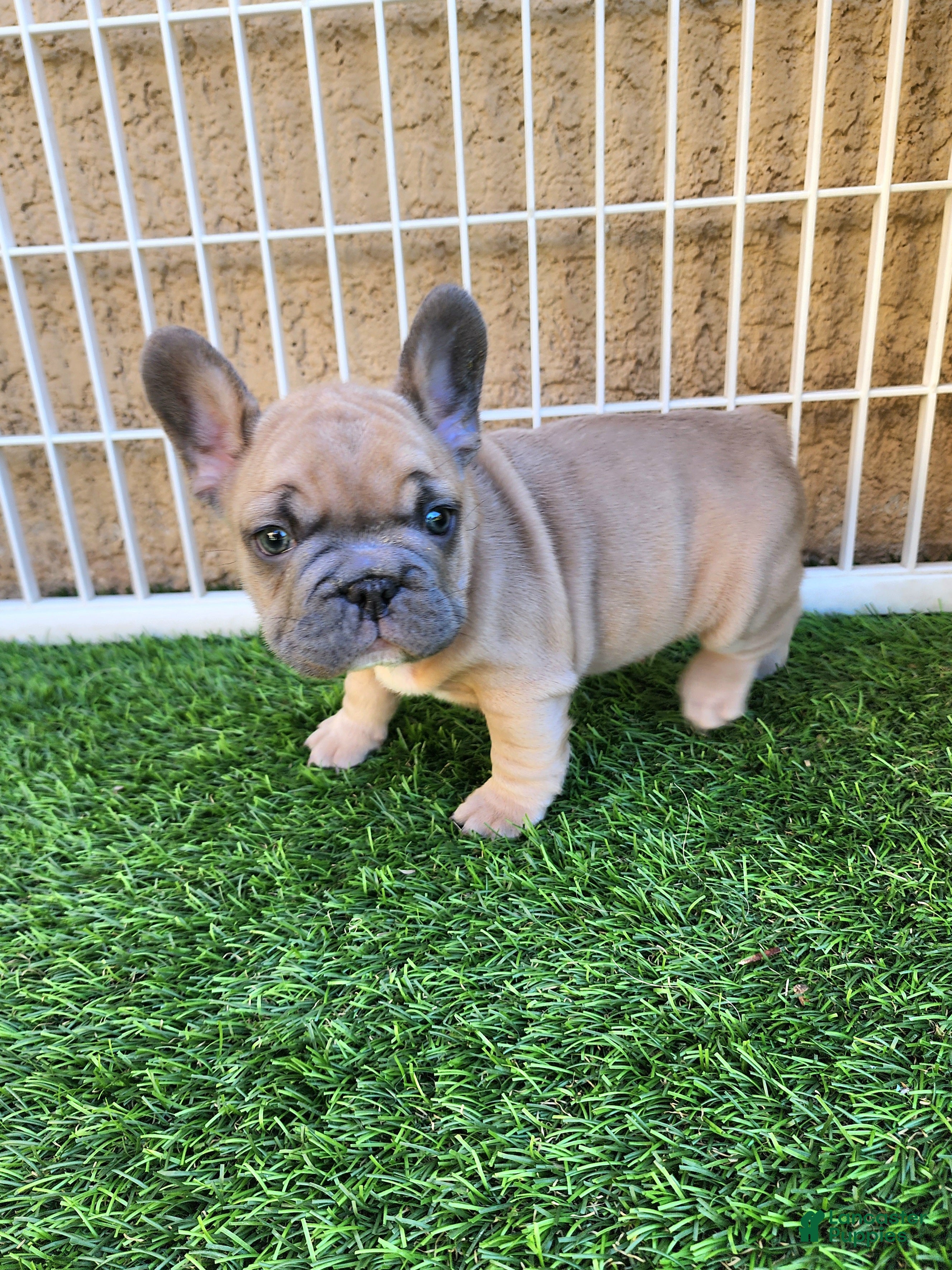French Bulldog dogs Prince - Ad 1