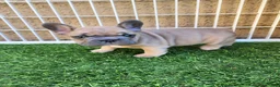 French Bulldog dogs for sale: Prince - Ad 1