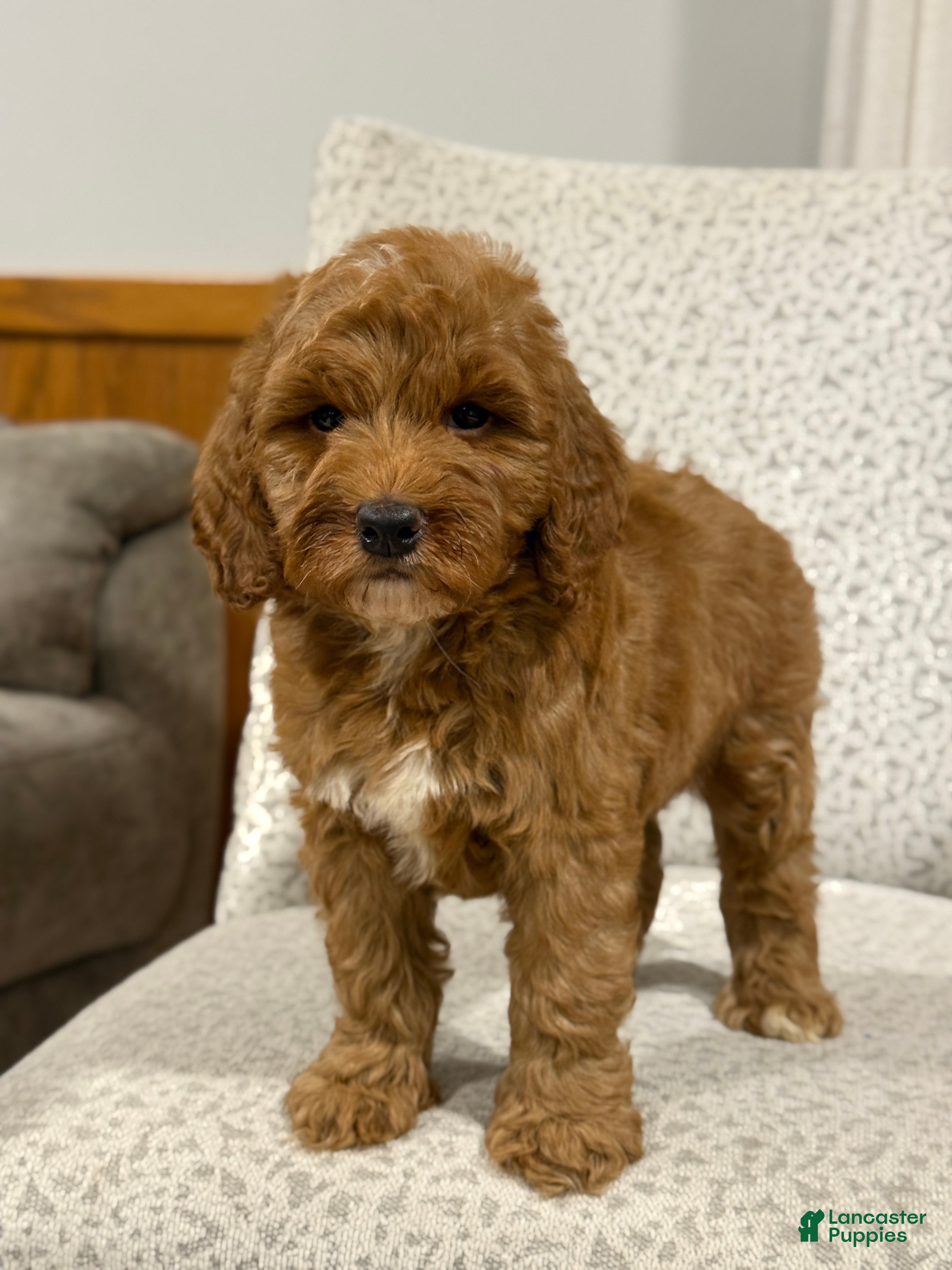 Mini Goldendoodle dogs Cozy - Ad 2