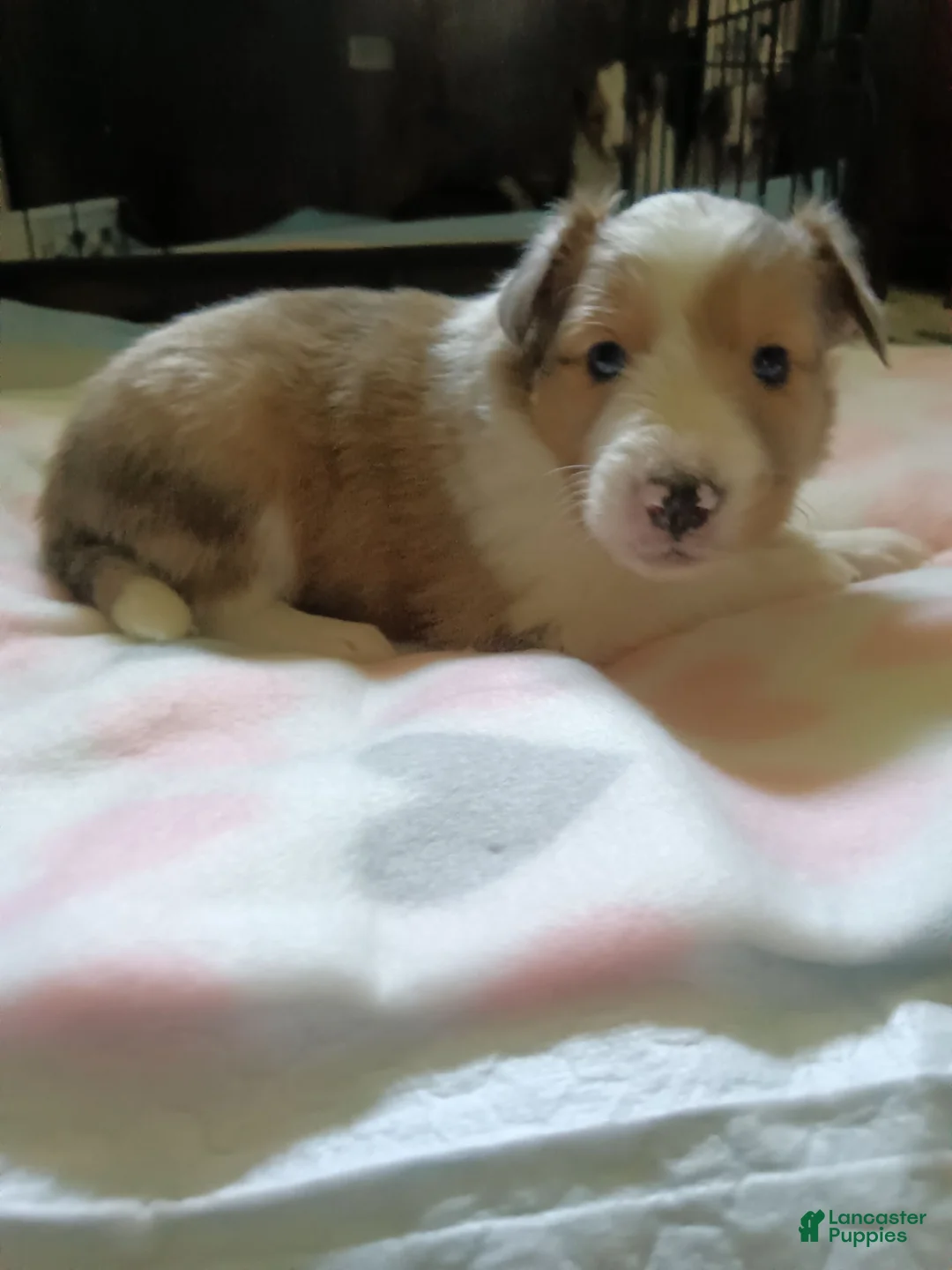 Shetland Sheepdog dogs for sale: Shetland Sheepdog 2 - Ad 1