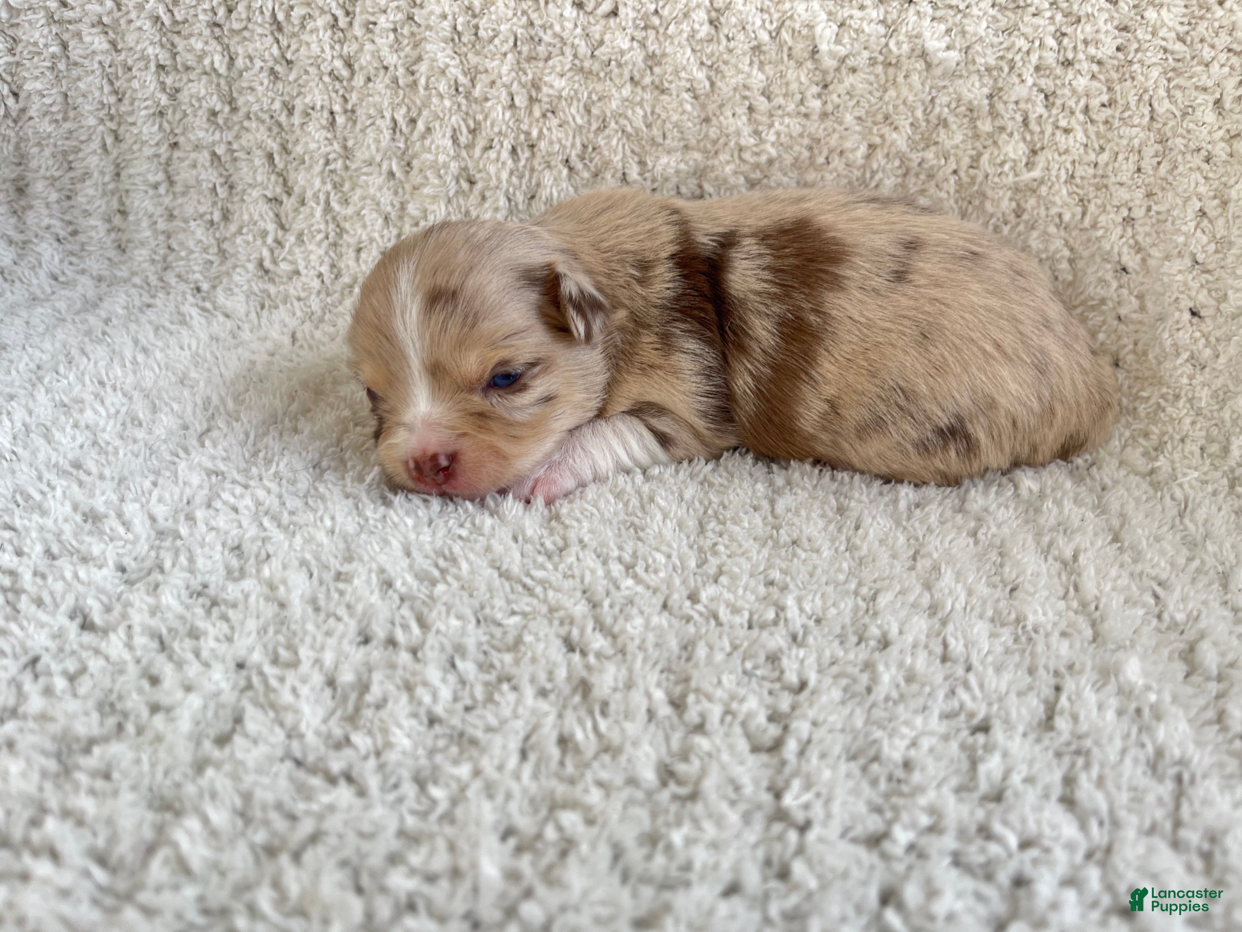 Chihuahua dogs Skylar - Ad 1