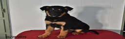 Mixed Breed dogs for sale: Natalie - Ad 2