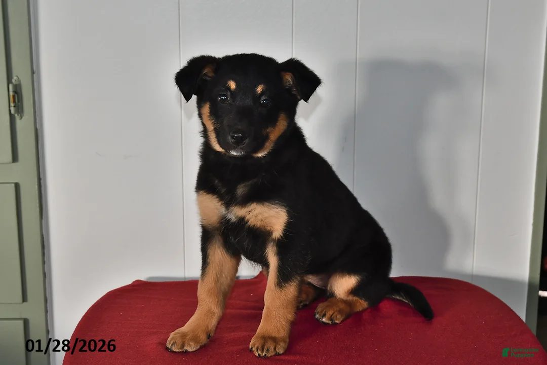 Mixed Breed dogs for sale: Natalie - Ad 2