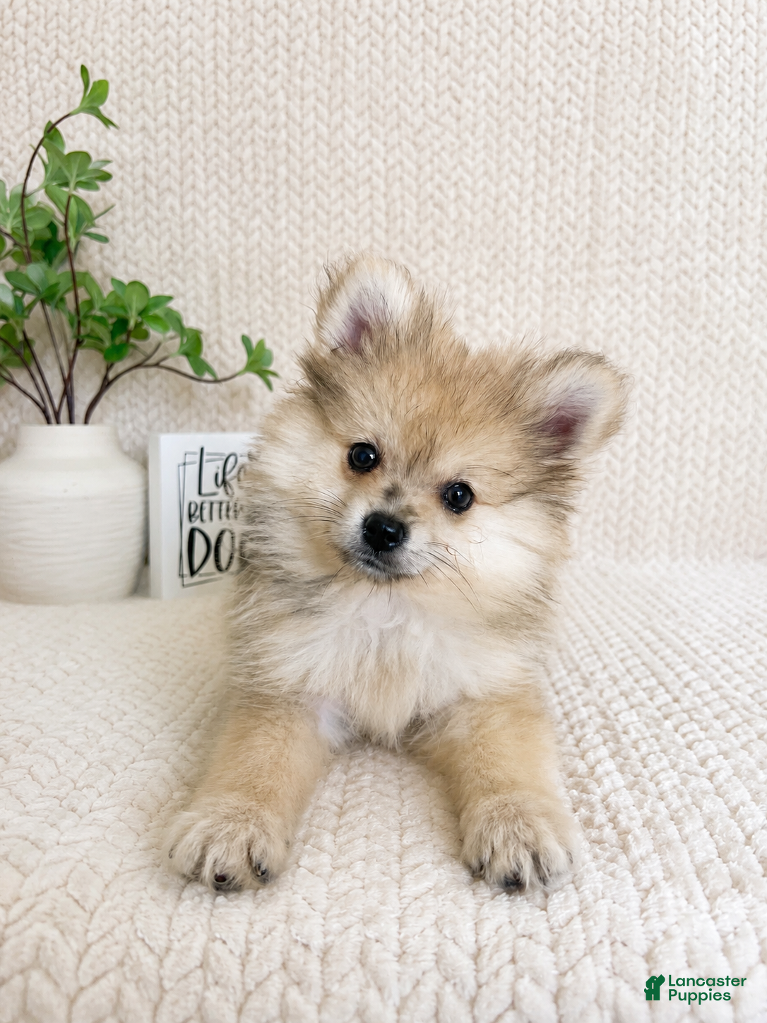 Pomeranian dogs Teddy - Ad 12