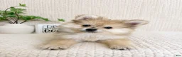 Pomeranian dogs for sale: Teddy - Ad 1