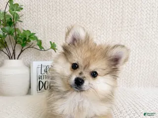 Pomeranian dogs Teddy - Ad 12