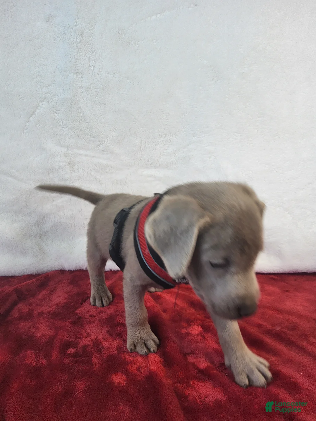 Labrador Retriever dogs for sale: Crazy Donny - Ad 2