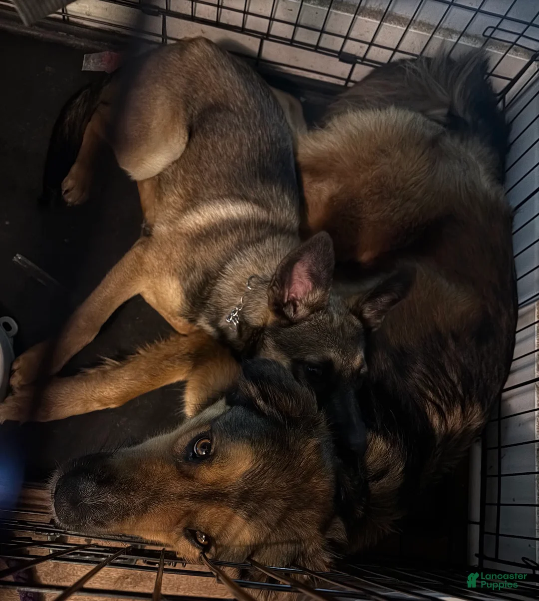 Mixed Breed dogs for sale: Sweet 2 year old needs a new home - Ad 3