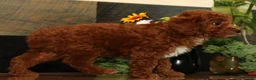 Miniature Poodle dogs for sale: Kenny - Ad 5