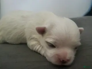 Maltese dogs Nicholas - Ad 24