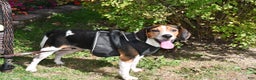 Beagle dogs for sale: Peanut  - Ad 5