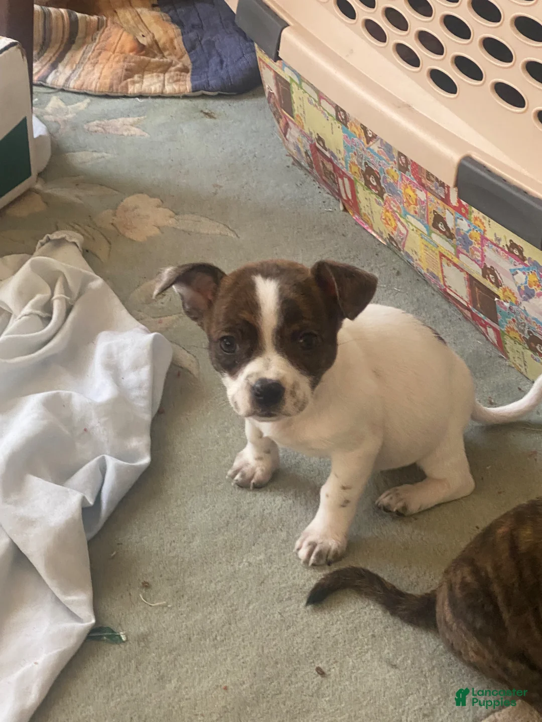 Mixed Breed dogs for sale: baby chi looks a little teen bulldog  - Ad 1