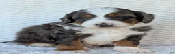Mini Bernedoodle dogs for sale: Mini Asher  - Ad 6