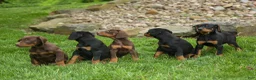 Doberman Pinscher dogs for sale: Dash (Red Rust) 🐶 - Ad 20