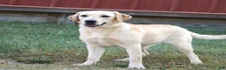 Labrador Retriever dogs for sale: Millie - Ad 5