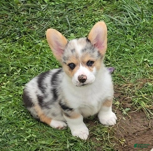 Welsh Corgi Pembroke dogs Stunning Stanley  - Ad 2