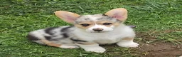 Welsh Corgi Pembroke dogs for sale: Stunning Stanley  - Ad 2