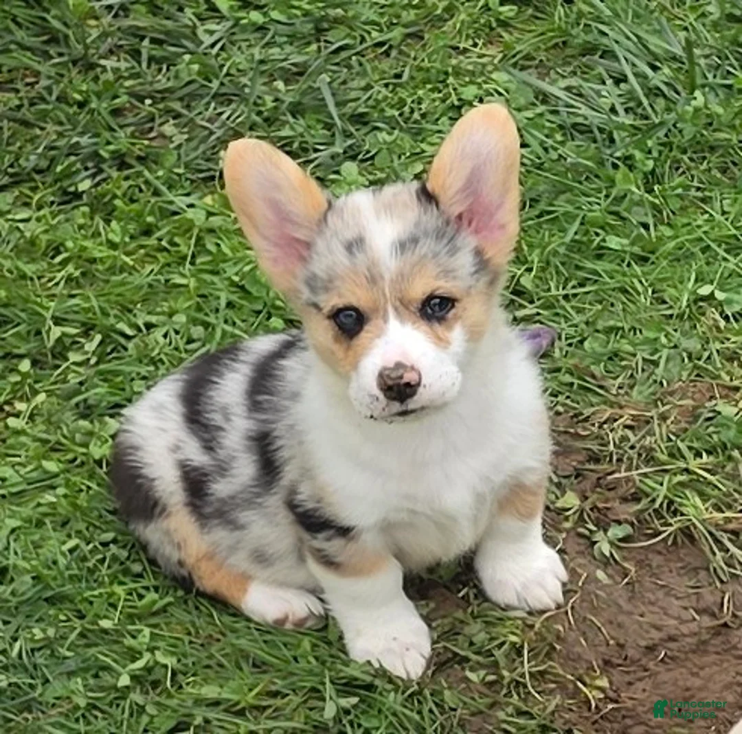 Welsh Corgi Pembroke dogs for sale: Stunning Stanley  - Ad 2