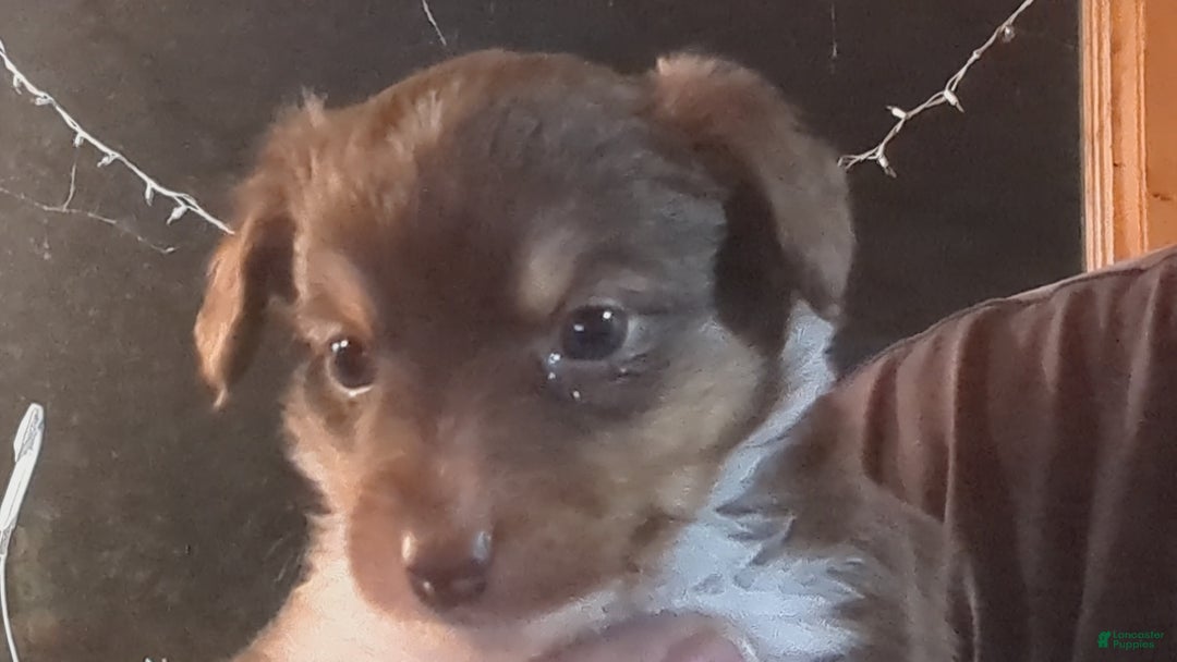 Toy Australian Shepherd dogs for sale: BEAU - Ad 12