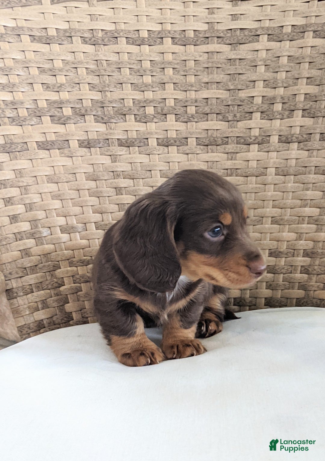 Miniature Dachshund dogs for sale: Coco - Ad 12