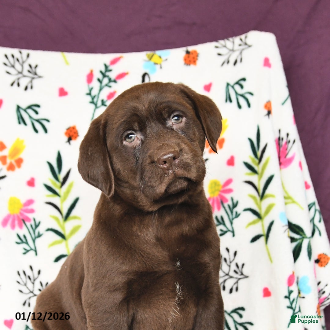 Labrador Retriever dogs for sale: Princess - Ad 4