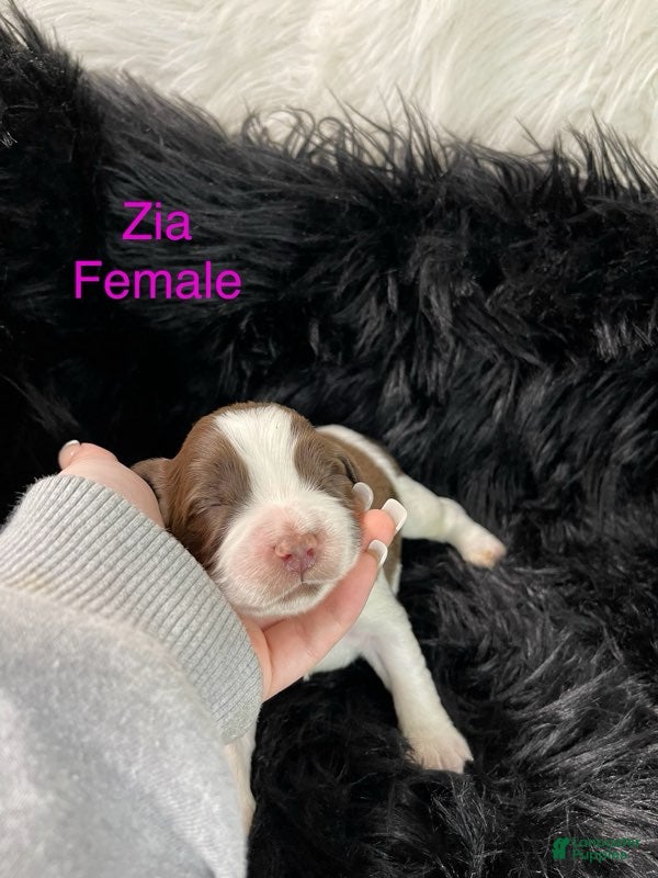 English Springer Spaniel dogs Zia - Ad 28