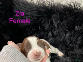 English Springer Spaniel dogs Zia - Ad 22