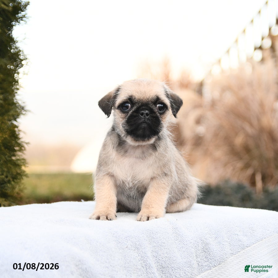 Mixed Breed dogs Maria  - Ad 21