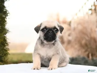 Mixed Breed dogs Maria - Ad 15