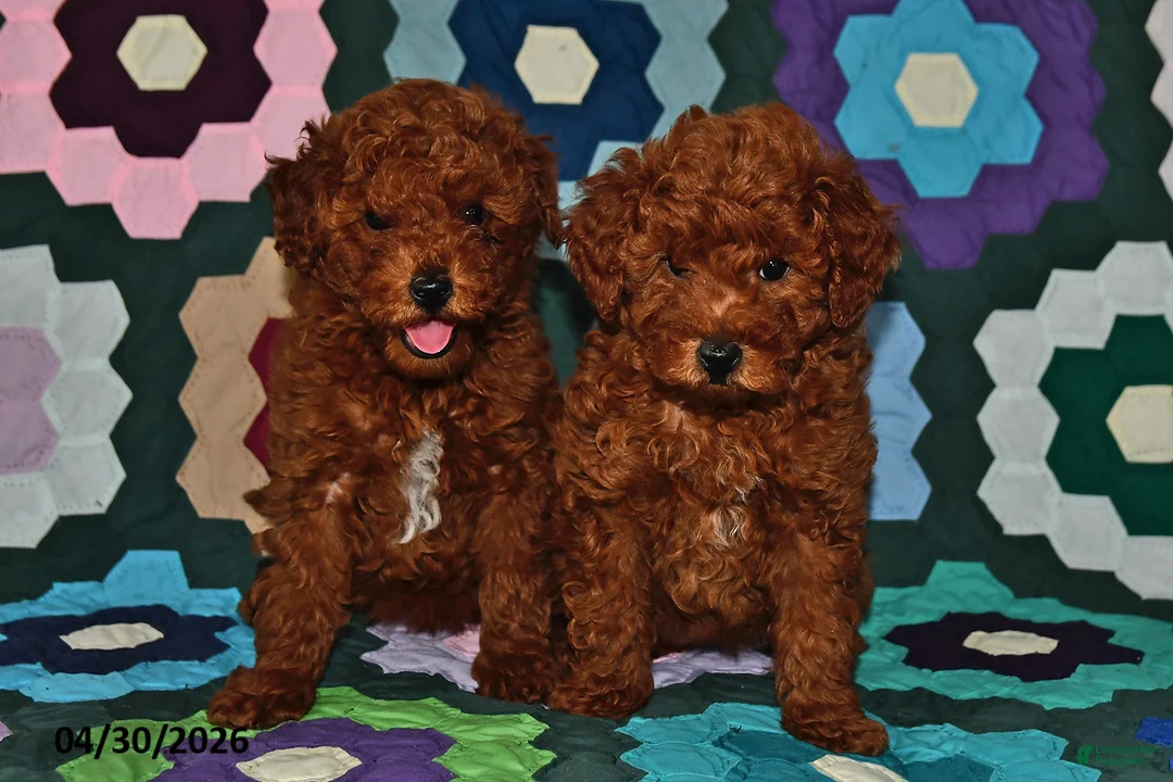 Miniature Poodle dogs for sale: Lucy - Ad 5