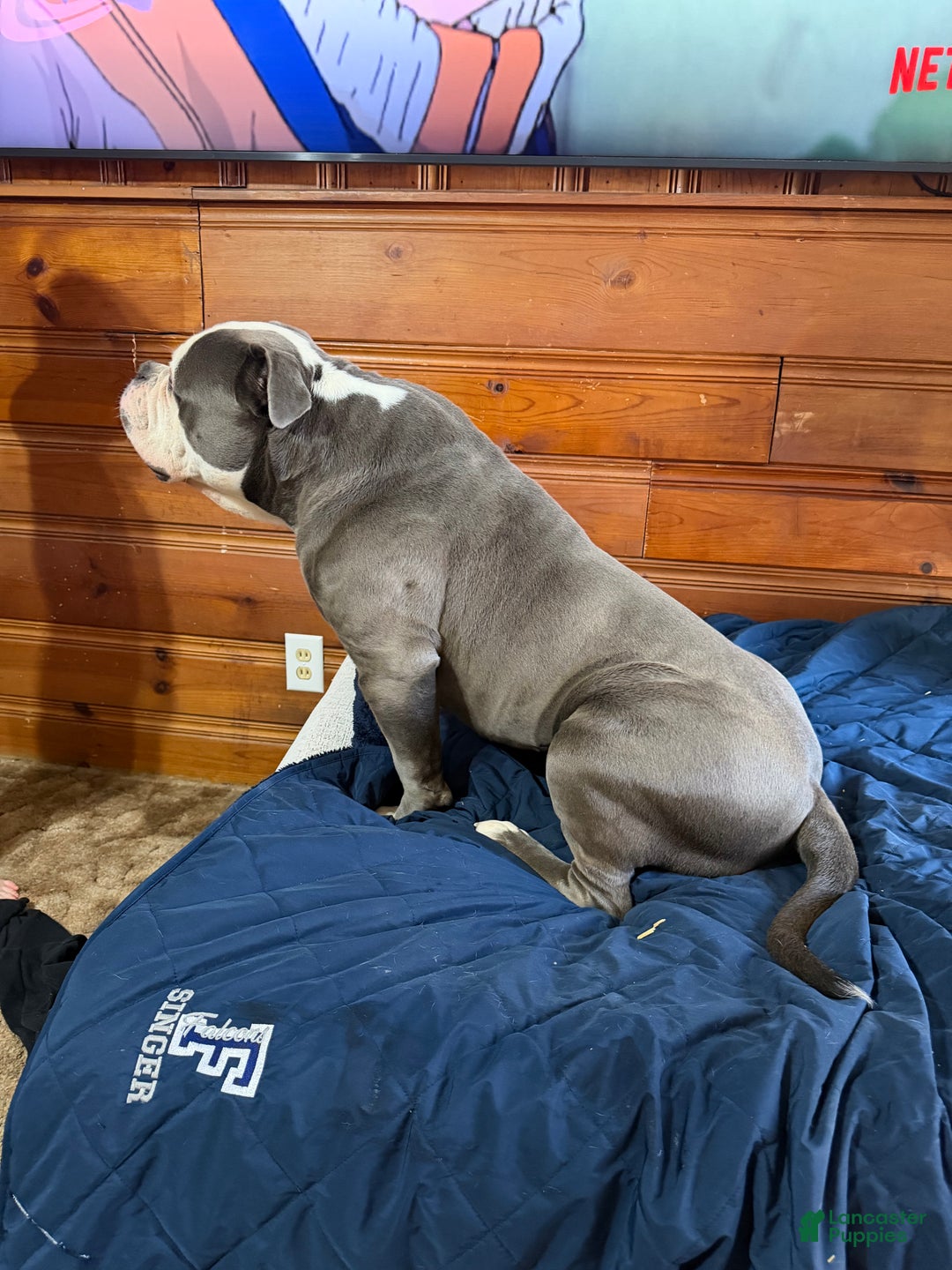 American Bulldog dogs for sale: Bella - Ad 11