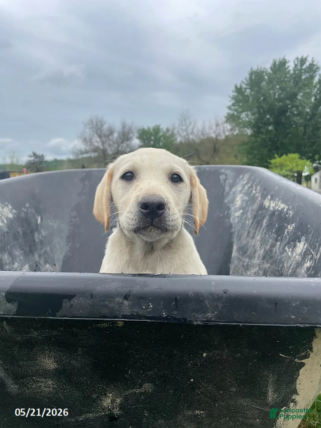Labrador Retriever dogs for sale: Milo - Ad 1