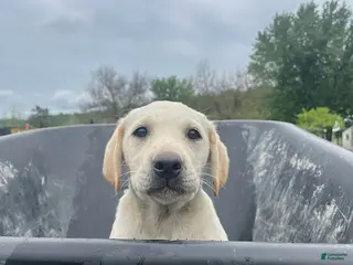 Labrador Retriever dogs Milo - Ad 19