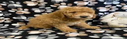 Goldendoodle dogs for sale: Muffin- genetic clear parents - Ad 4