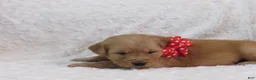 Golden Retriever dogs for sale: Liam  - Ad 3