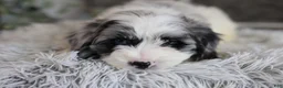 Maltipoo dogs for sale: Dexter  - Ad 15