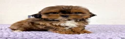 Shihpoo dogs for sale: Gretchen - Ad 23